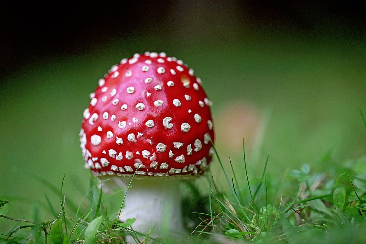 Агарикус (Agaricus muscarius) - АльфаГомеопатия