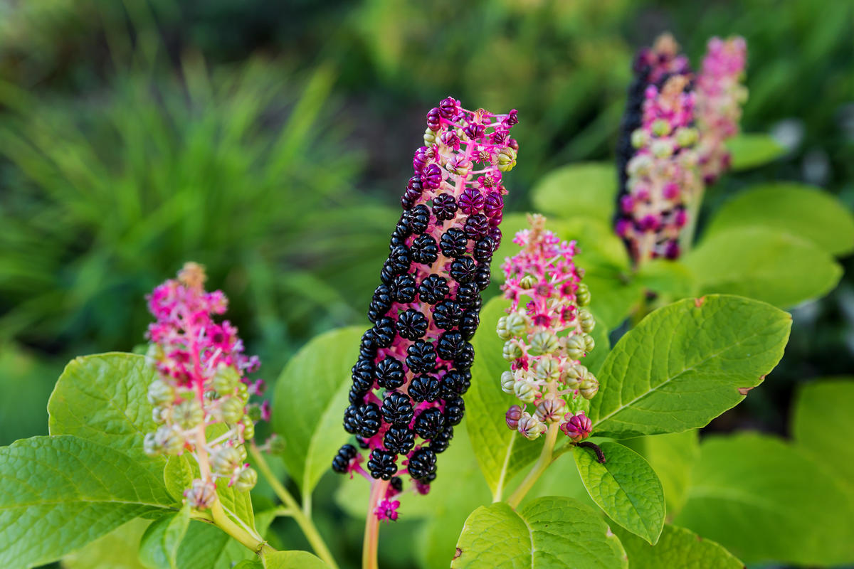 Фитолякка (Phytolacca decandra). Изучаем гомеопатические средства -  АльфаГомеопатия