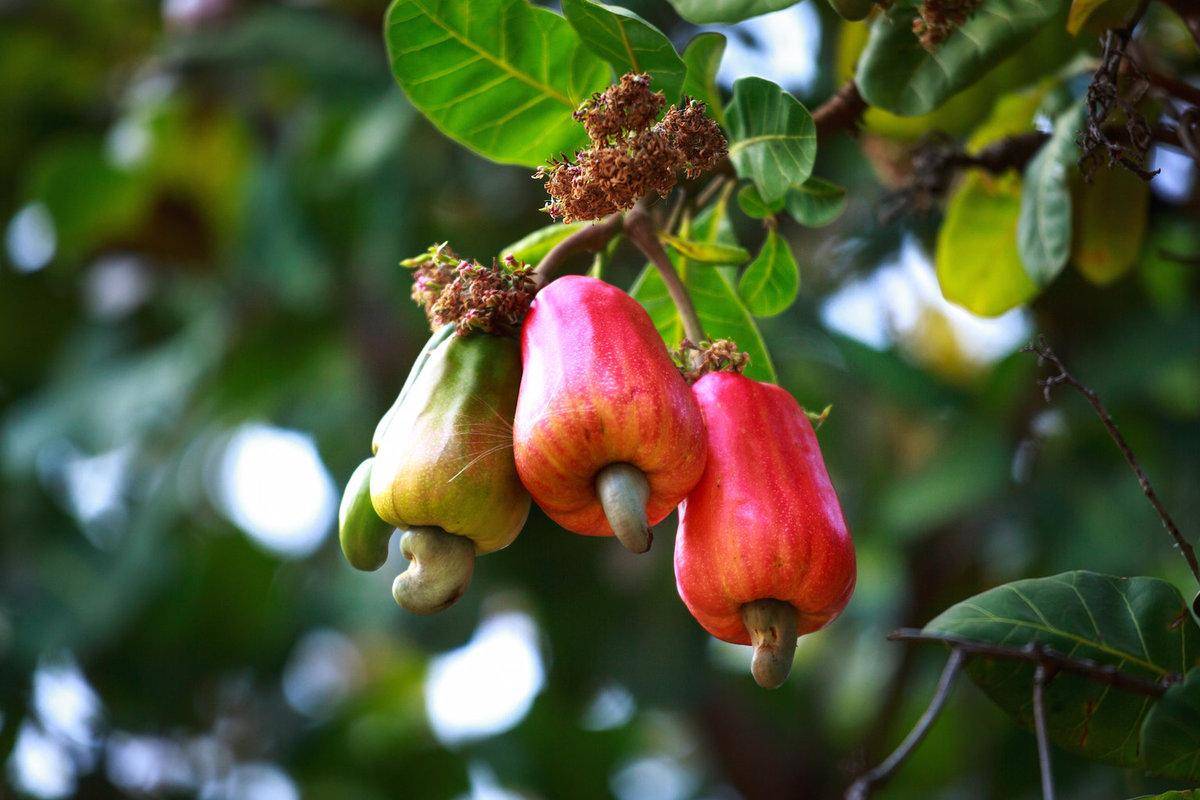 Анакардиум (Anacardium orientale). Изучаем гомеопатические средства -  АльфаГомеопатия